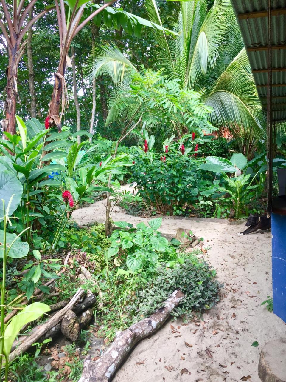 Hostel Oasis Puerto Viejo de Talamanca Exteriér fotografie
